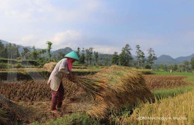 BPS: Harga beras turun, daya beli petani ikut tertekan