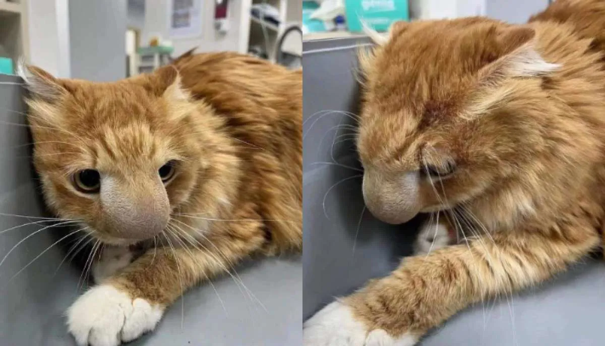 Wajah Kucing Disengat Lebah? Obati dengan Lakukan Pertolongan Pertama Ini