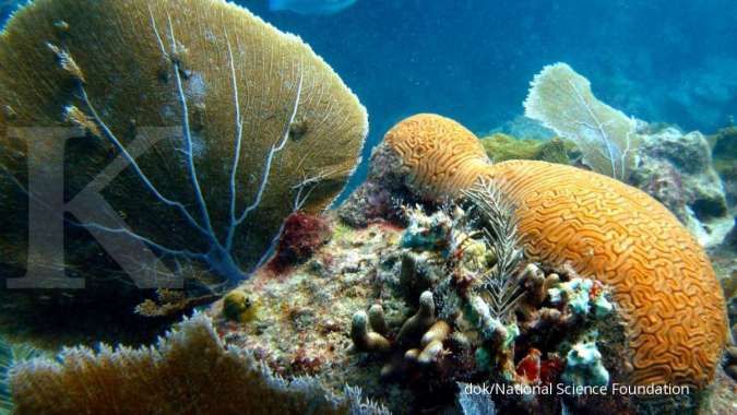 Warna-warni sea fans laut terancam logam perairan yang kian pekat