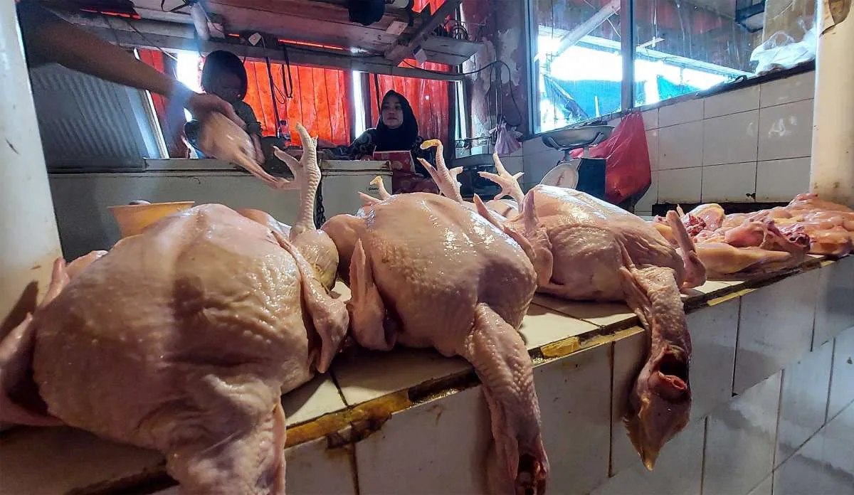 Ekspor Ayam ke Singapura, Indonesia Bakal Menggantikan Malaysia