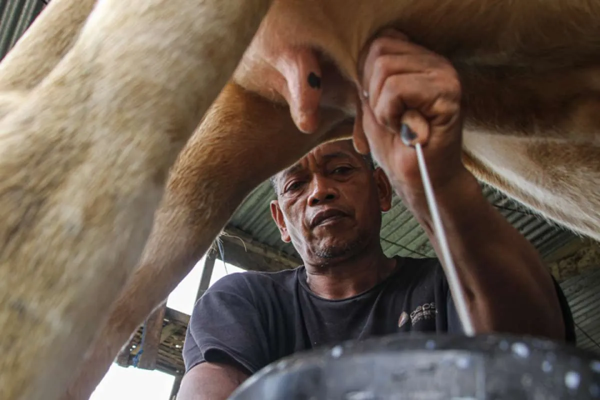 Koperasi Siap Pasok 1,3 Juta Liter Susu untuk Program Makan Bergizi Gratis