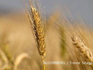 Sebelum data USDA dirilis, harga gandum makin gurih