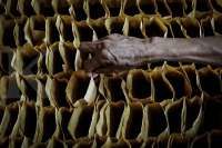 Diskon Harga Kopi Robusta Indonesia Menyempit, Harga Kopi Vietnam Naik Lebih Lanjut