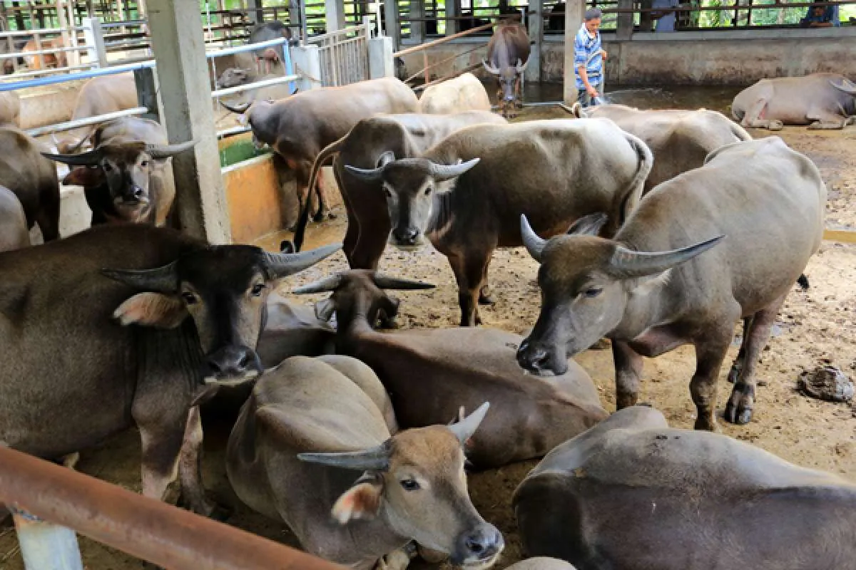 Pastikan Hewan Ternak Beserta Produknya Aman dari PMK, Satgas Addendum SE 3/2022