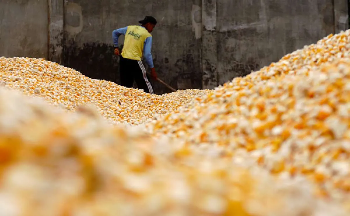 Badan Pangan Nasional Gunakan Dua Langkah Ini untuk Stabilisasi Harga Jagung