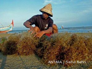 Lima kementerian dan BKPM kembangan rumput laut sebagai produk unggulan