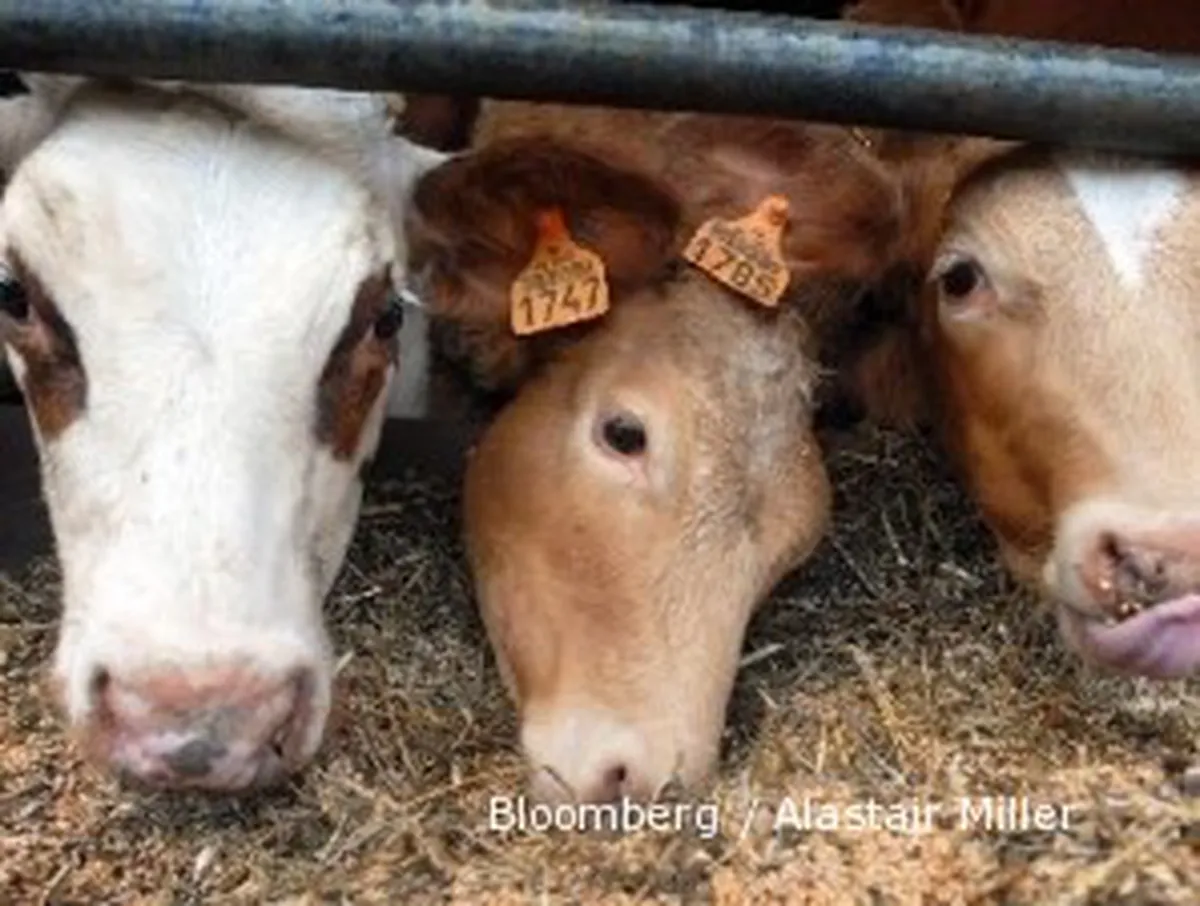 Sebelum impor, pemerintah akan sensus jumlah sapi