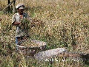 Panen raya, harga gabah petani turun 10,77%