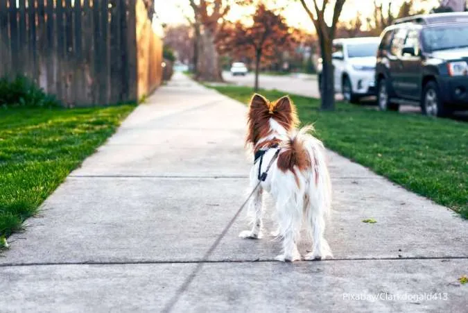 Jalan-Jalan Santai Baik Buat Kesehatan Anjing Peliharaan. Apa Saja? 