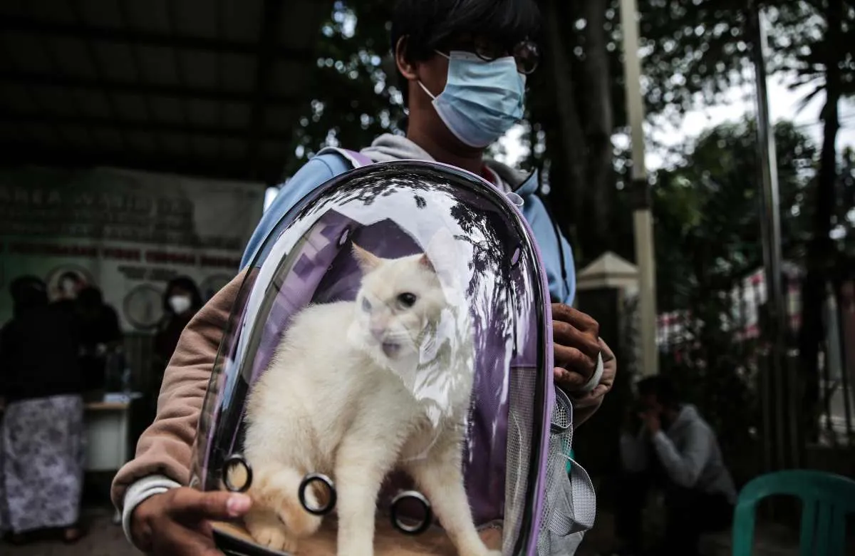 Daftar Hari Besar 2 Maret: Ada Hari Tenis Sedunia hingga Misi Penyelamatan Kucing