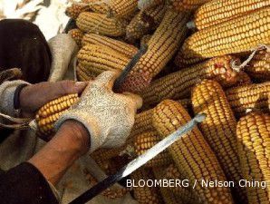 Harga jagung menyentuh harga tertingginya dalam 30 bulan terakhir