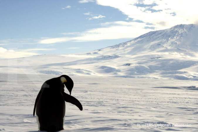 Virus corona sudah mendarat di ujung bumi, wabah pertama melanda Antartika 