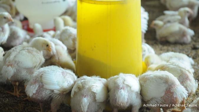 Brasil bakal memasarkan ayam ke Indonesia