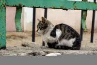  Ini 4 Jenis Cacing yang Menginfeksi Pencernaan Kucing