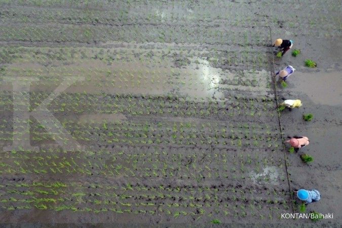 Kemtan terus mengembangkan varietas bibit padi yang tahan banjir