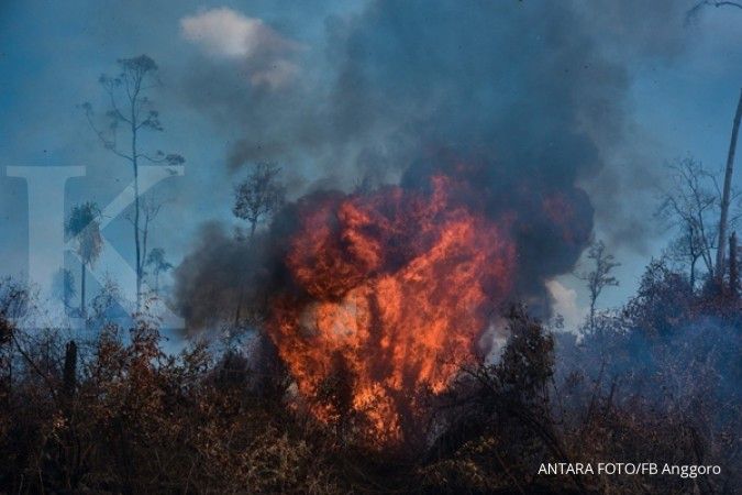 Ratusan hektare kebun sagu, karet dan kelapa di Meranti terbakar akibat karhutla