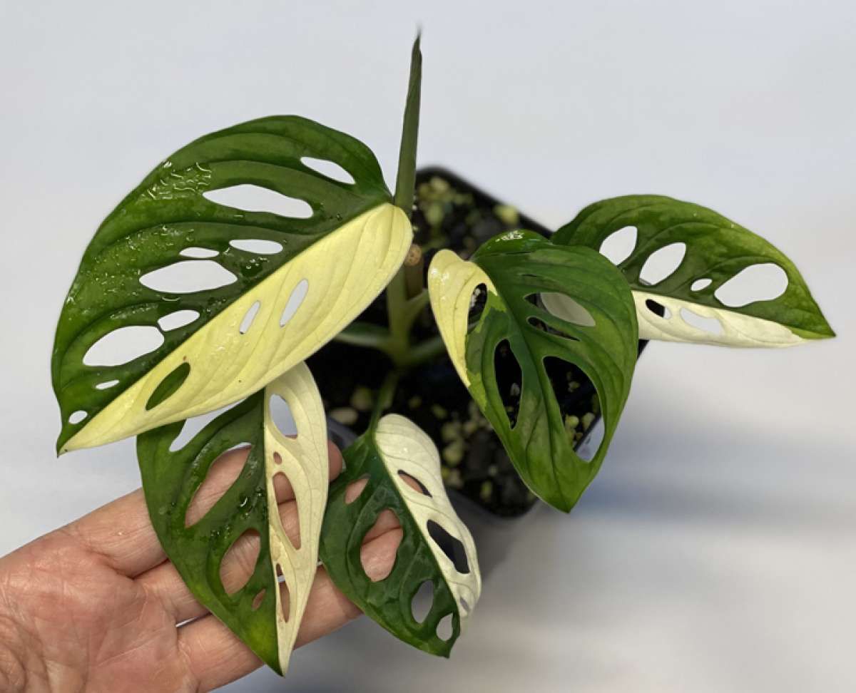 Menggoreng Janda Bolong Variegata