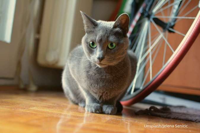 Fakta Seputar Kucing Russian Blue, Tenang dan Suka Bermain!