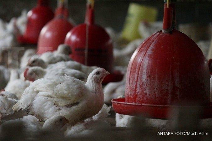 Ini 12 perusahaan ayam yang diduga kartel