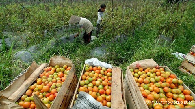 Harga melejit, petani tomat di Garut untung 90%