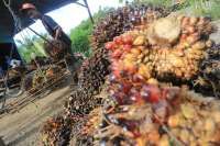 Saham Emiten Perkebunan Sawit Kompak Menghijau Walau Konsumsi Domestik Turun