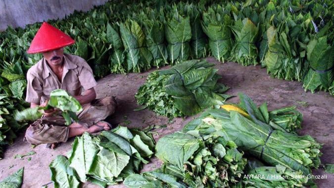 Jelang Lebaran, harga tembakau tiarap hingga 44%