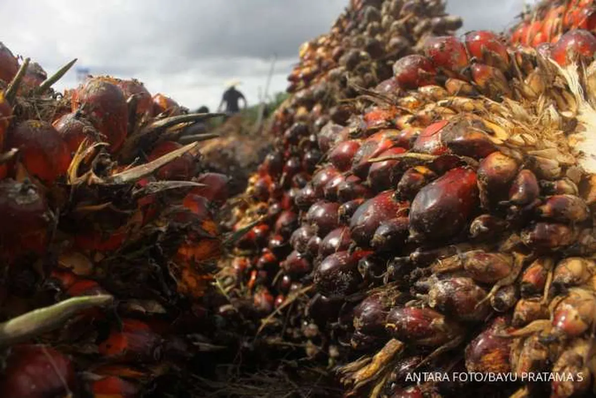 BPS: Normalisasi Harga Komoditas, Pertumbuhan Ekspor Melandai pada 2022