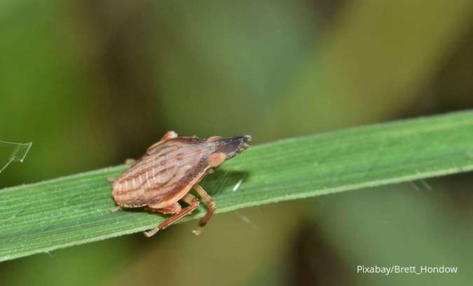Ini Dia Jenis-Jenis Hama Perusak Tanaman yang Perlu Anda Ketahui