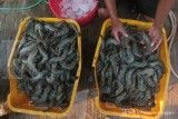 Recall Udang Indonesia di AS Tekan Serapan Panen Petambak