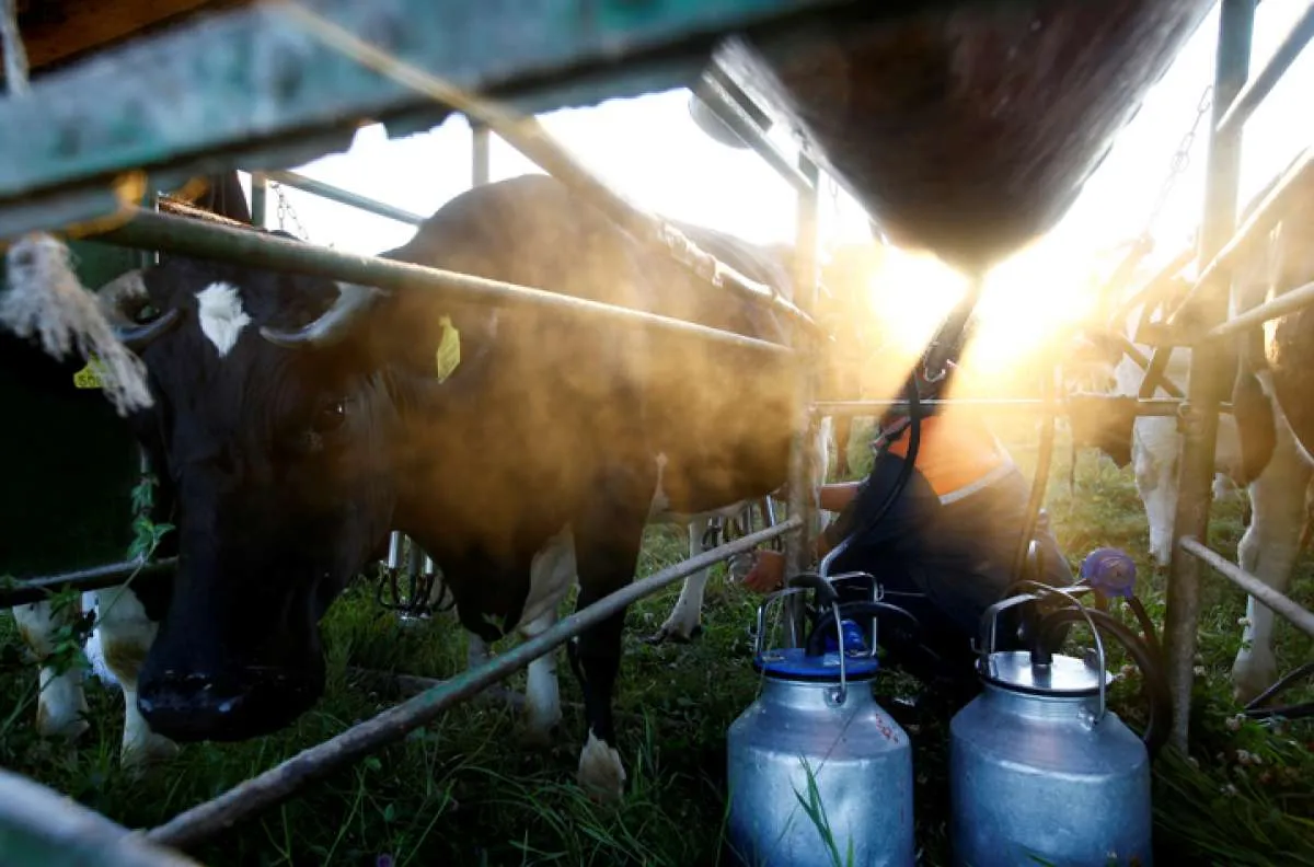 China Akan Investigasi Susu Subsidi dari Uni Eropa