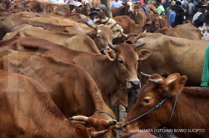 Australia hibah A$ 60 juta untuk peternakan sapi