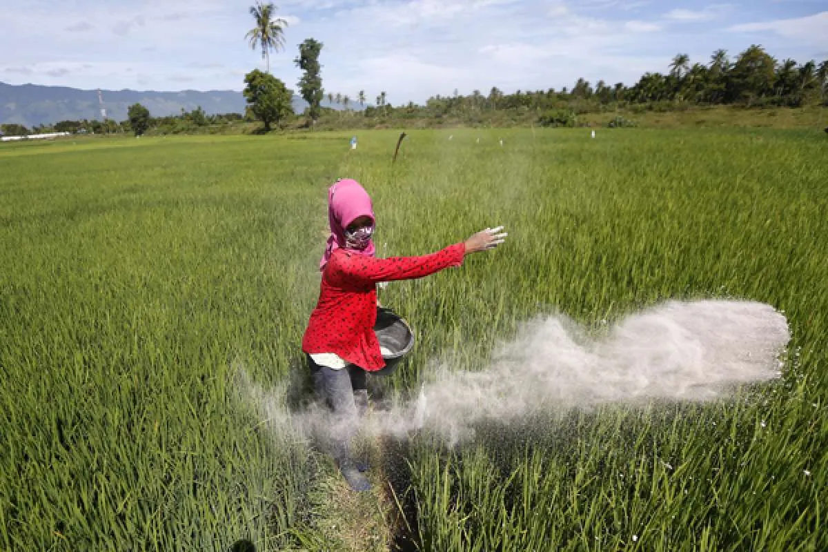 Kementan beberkan pertimbangan kenaikan HET pupuk bersubsidi