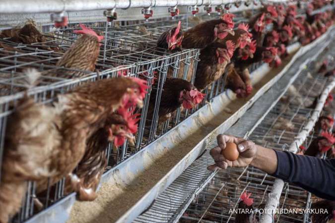 Pemulihan Harga dan Permintaan Bikin Prospek Emiten Poultry Kembali Menarik
