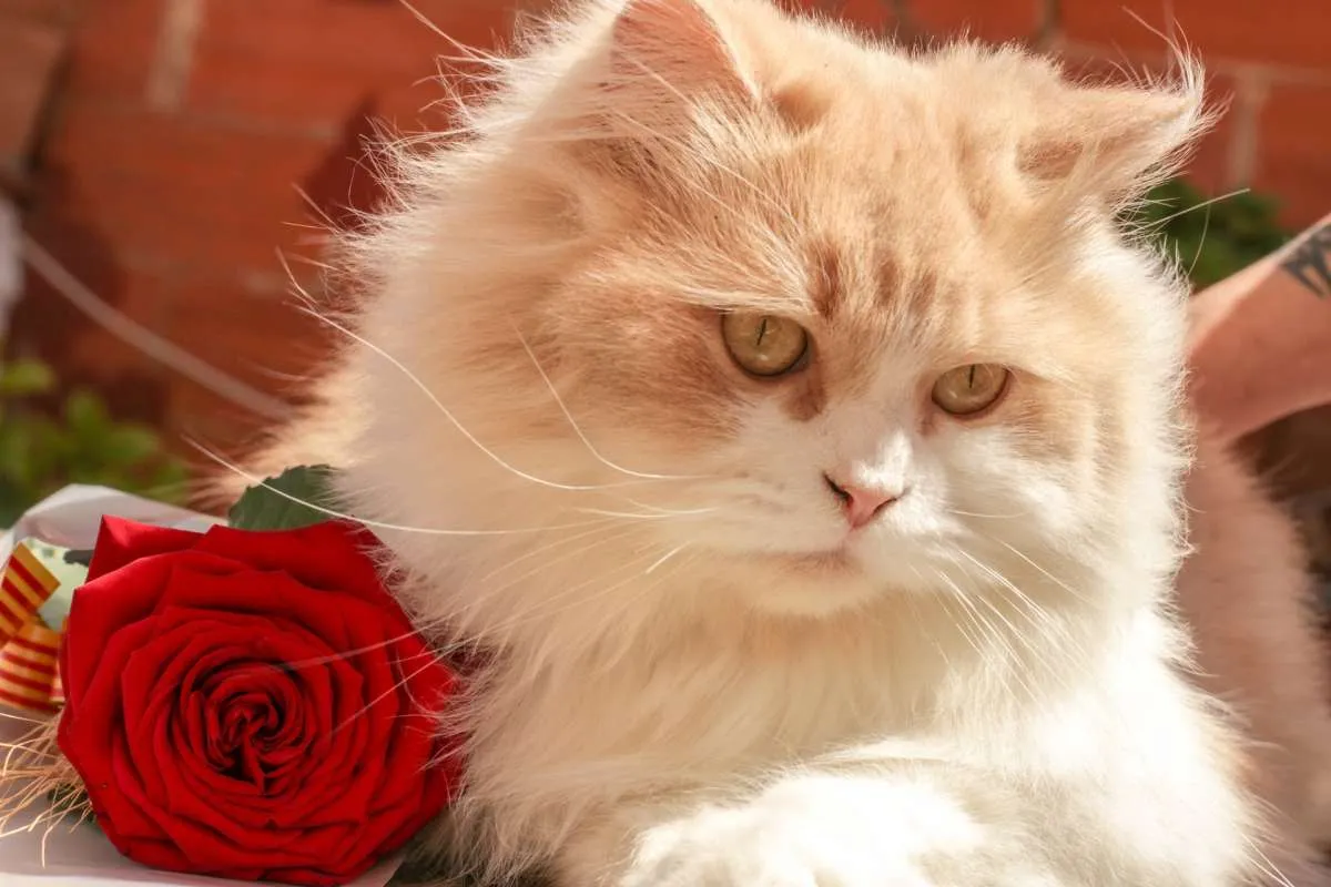 8 Cara Merawat Kucing Persia dan Rata-rata Umur Kucing Persia