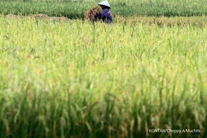 Tingkatkan produksi, Kemtan kembangkan varietas padi di lahan kering