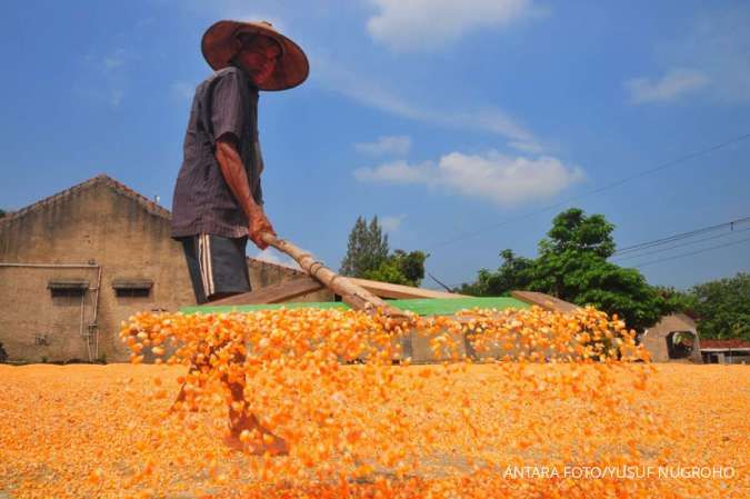 Harga Jagung Tingkat Peternak di Papua Selatan Naik Tertinggi, Kamis (5/12)