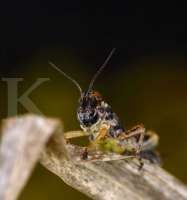 Ribuan belalang menyerang, Afrika Timur berkejaran dengan waktu