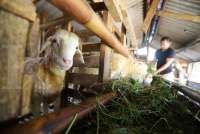 Peternak Pastikan Pasokan Domba dan Kambing Kurban Aman Jelang Iduladha