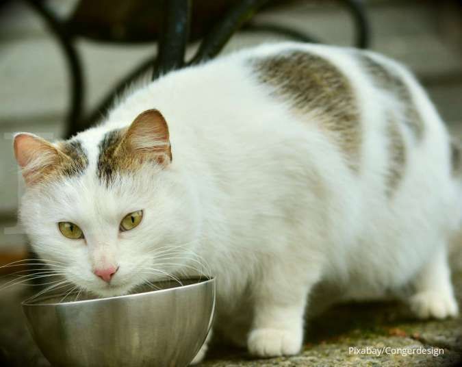 Apakah Kucing Boleh Makan Daging Sapi? Wajib Simak Penjelasan Ini