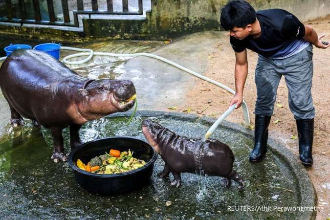 Moo Deng, Si Kuda Nil Viral, Ramalkan Pemenang Pemilu AS 2024