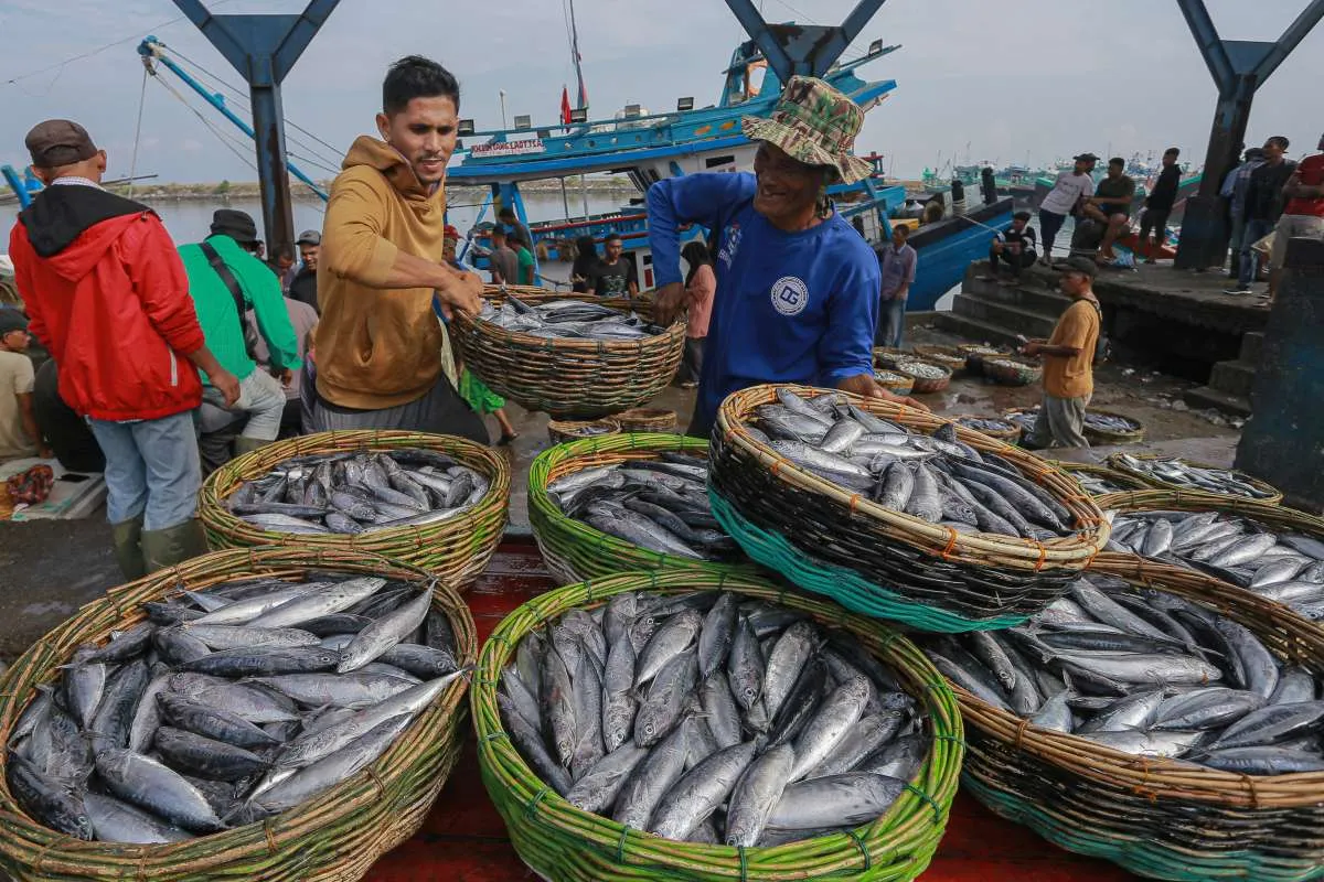 Harga Ikan Tongkol dan Bandeng Naik Signifikan di Aceh, Selasa (26/11)