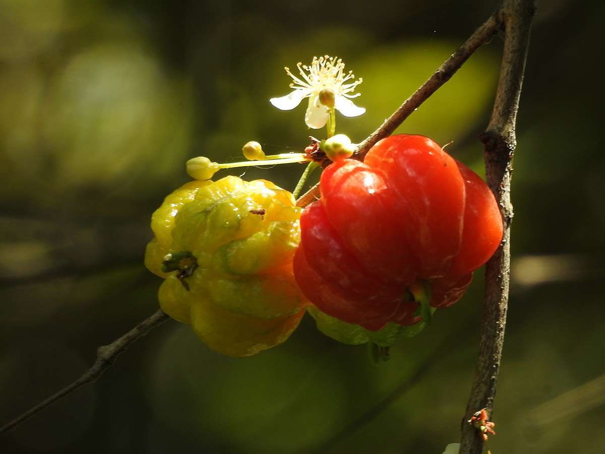  Tuah Bisnis Dewa Daru