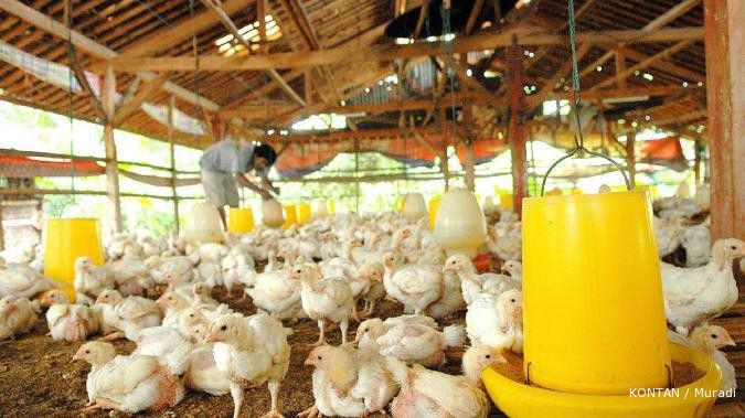 Charoen genjot produksi pakan dan anak ayam