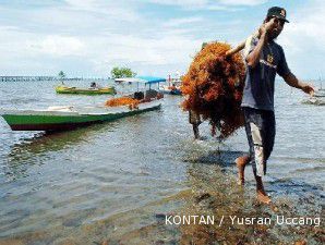 Panen raya, petani rumput laut di Brebes kekurangan tenaga kerja