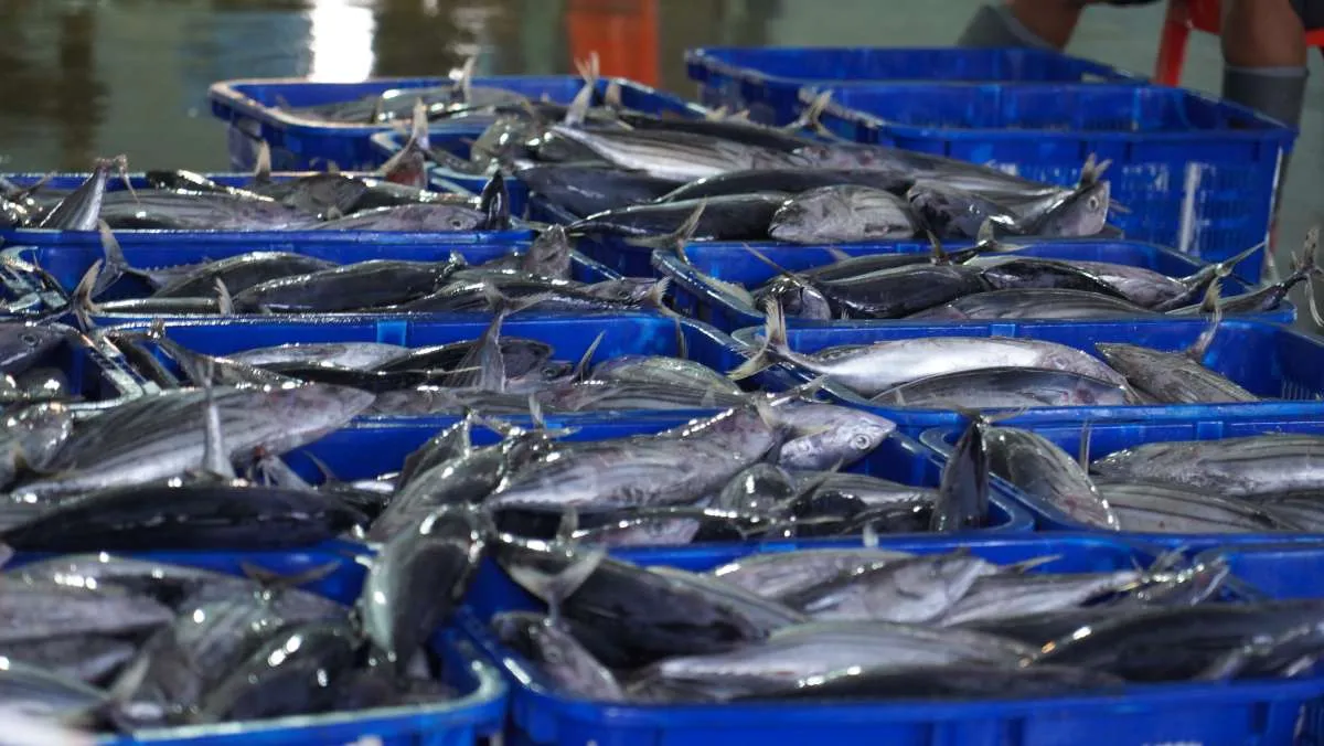 Menilik Peluang Besar Indonesia di Pasar Tuna Berkelanjutan