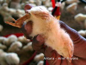 Pemerintah Tetap Larang Ayam Hidup Masuk Jakarta