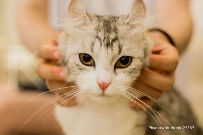 Hal-Hal yang Membuat Kucing Peliharaan Mengalami Muntah