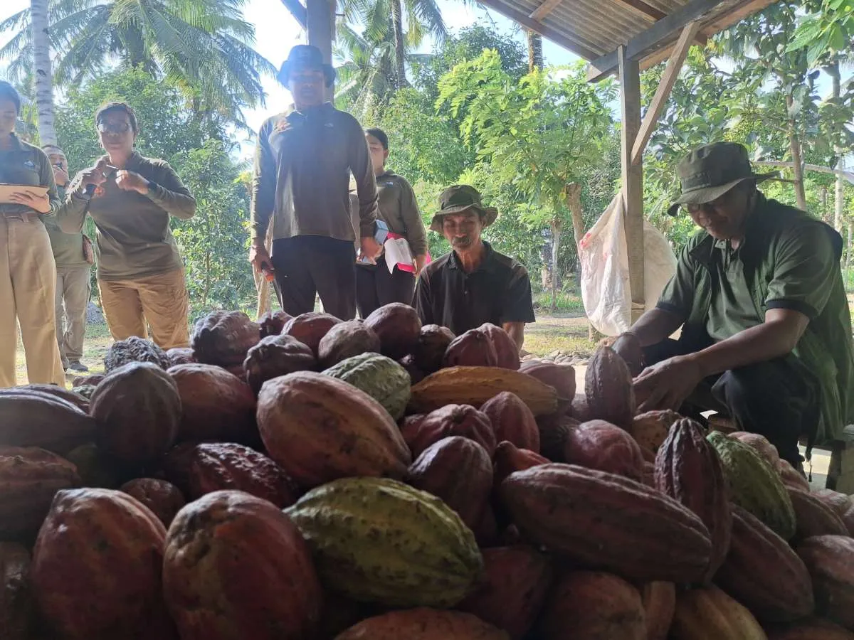 Perkuat Kakao Fermentasi Berkelanjutan, Koperasi KSS Jembrana Bidik Produksi 60 Ton