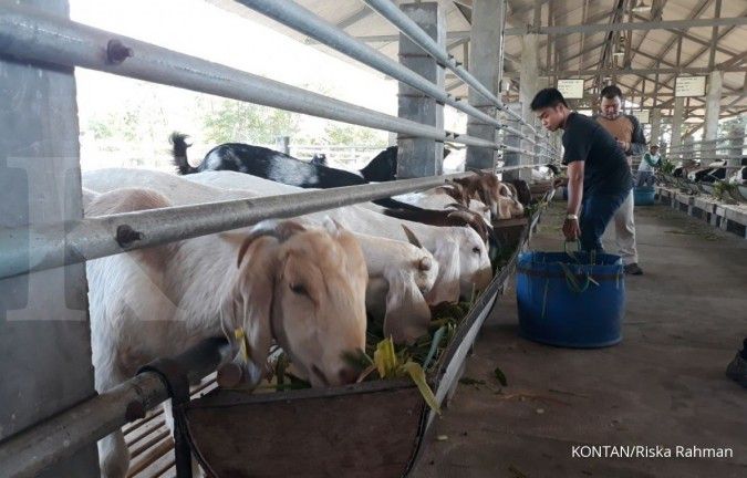 Bolehkah Ampas Tahu Jadi Pakan Ternak? Kenali Manfaat dan Risikonya