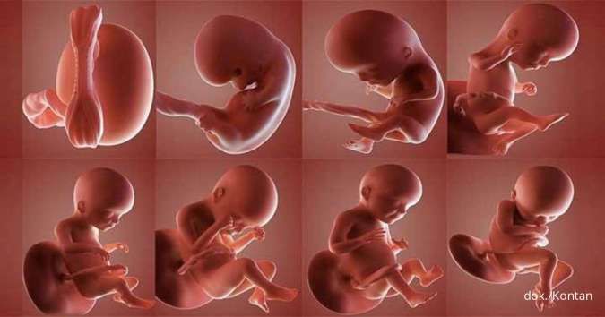 Moms, Begini lo Proses Perkembangan Janin 1 sampai 9 Bulan